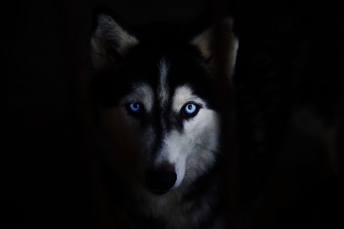 暗闇の中で光る犬の青い目