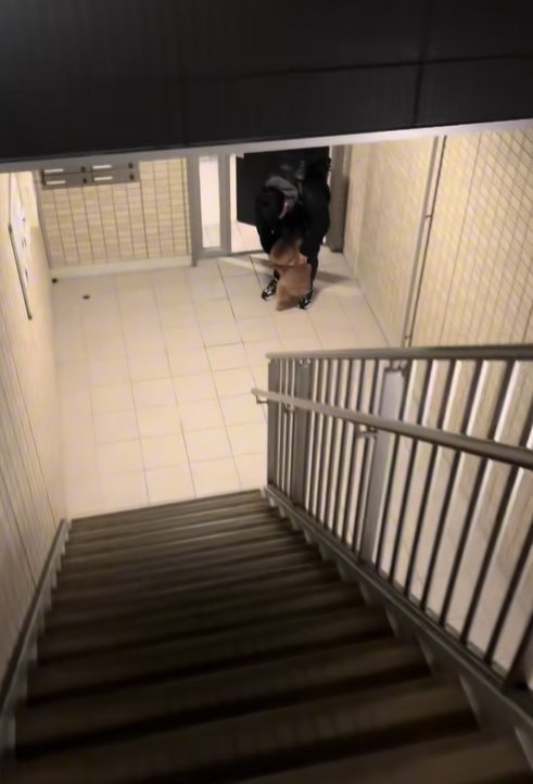 飼い主を出迎える小型犬