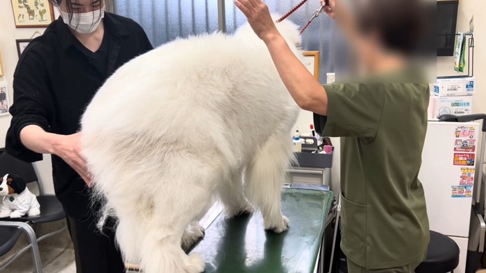 やっと体重測定成功！