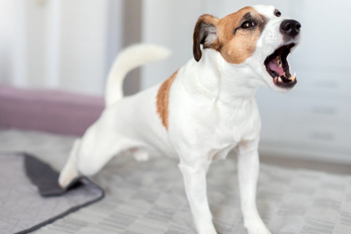 吠える、ジャックラッセルテリア