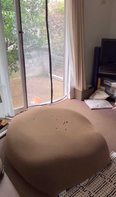 庭にいる柴犬