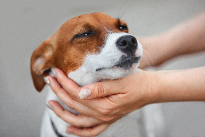 犬の顔を包む手