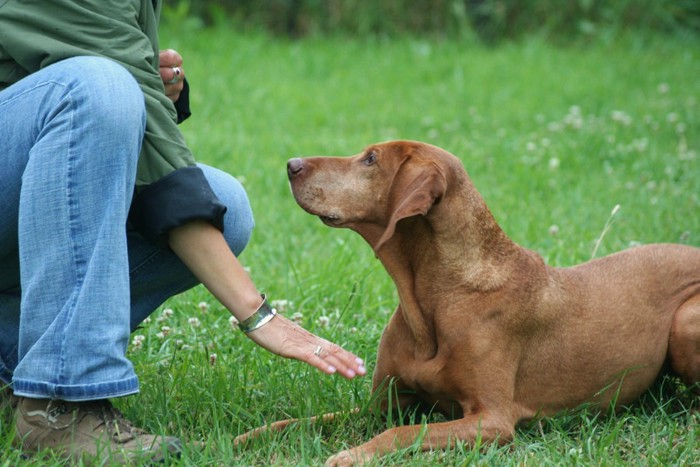 伏せをする犬