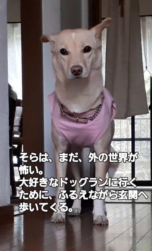 震える犬