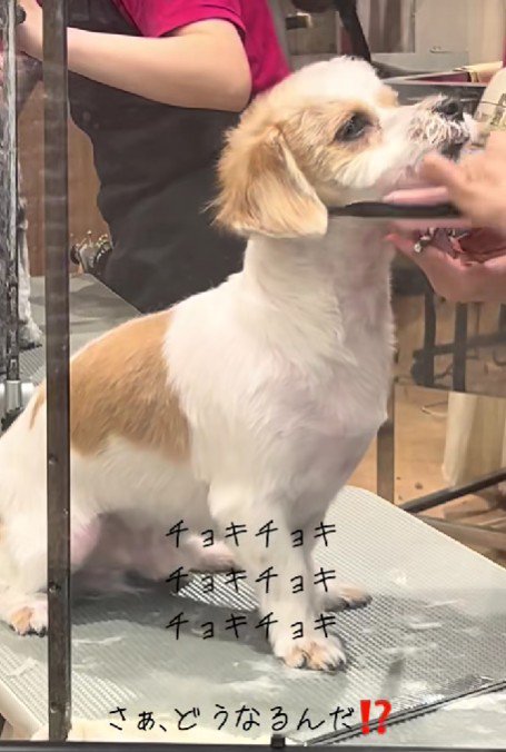 トリマーさんに任せよう！！