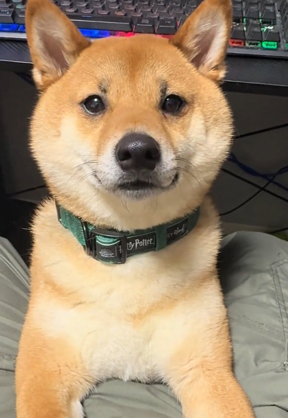 飼い主さんを見るこてつ君