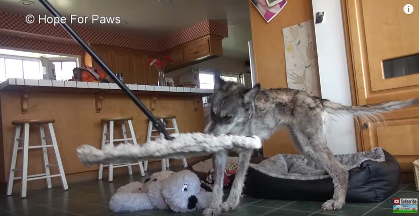 モップにじゃれつく犬