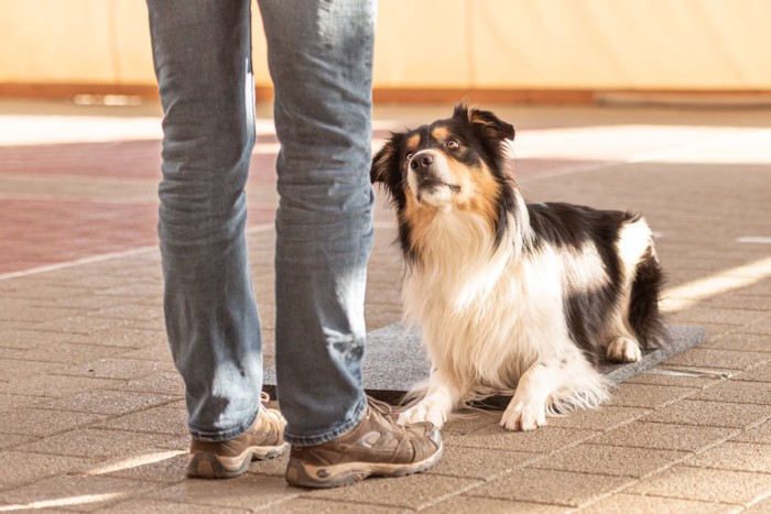 コマンド指示で伏せする犬