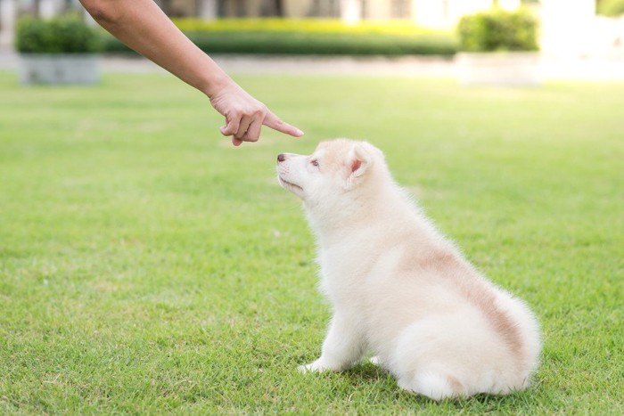 芝生に座る子犬を叱る飼い主の手