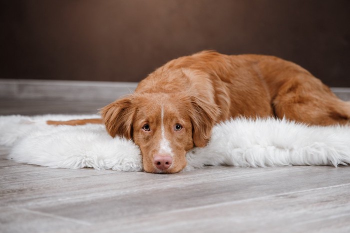 悲しそうにこちらを見つめる犬