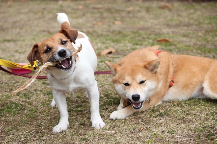 2頭でオヤツを食べる犬