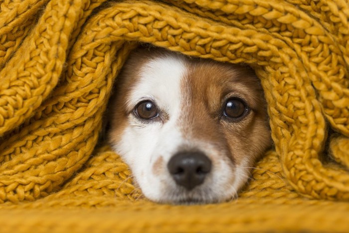 ニットにくるまって顔を出している犬