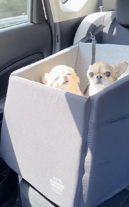 愛犬2匹とドライブへ