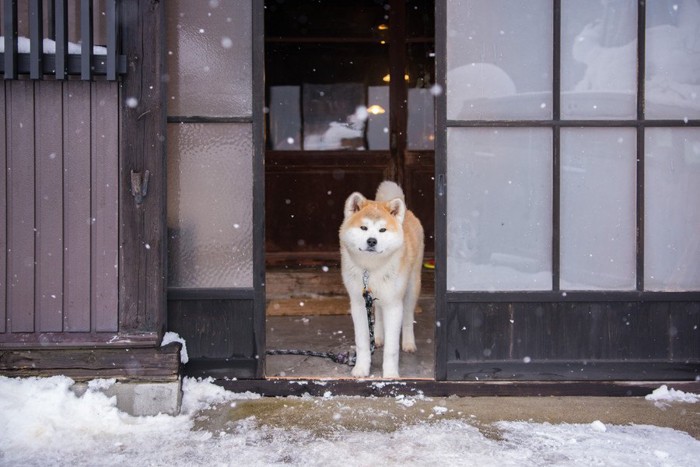 秋田犬