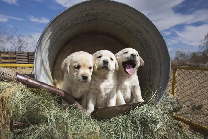 3匹並んだ子犬たち