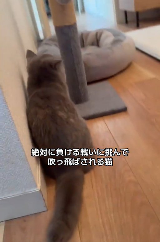 猫の後ろ姿