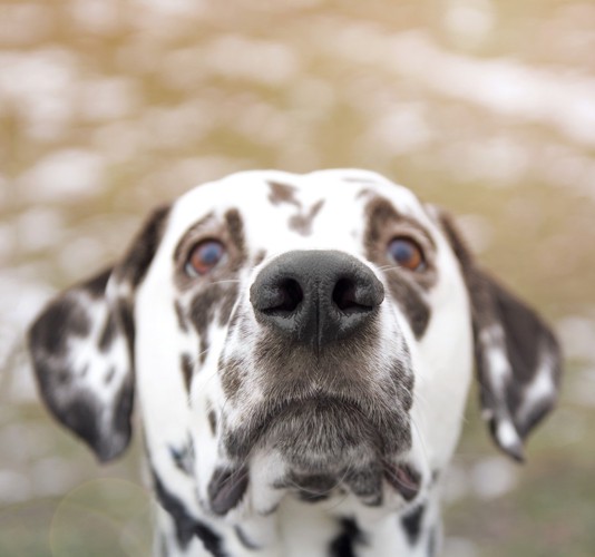 見つめる犬