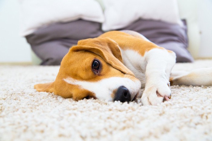 ぐったりした犬