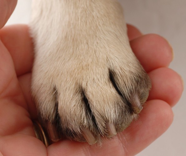 人の手に乗せている犬の足