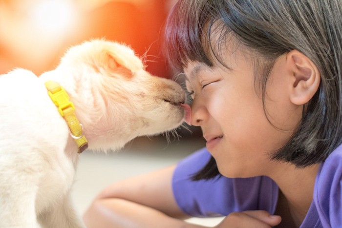 女の子の鼻を舐める子犬