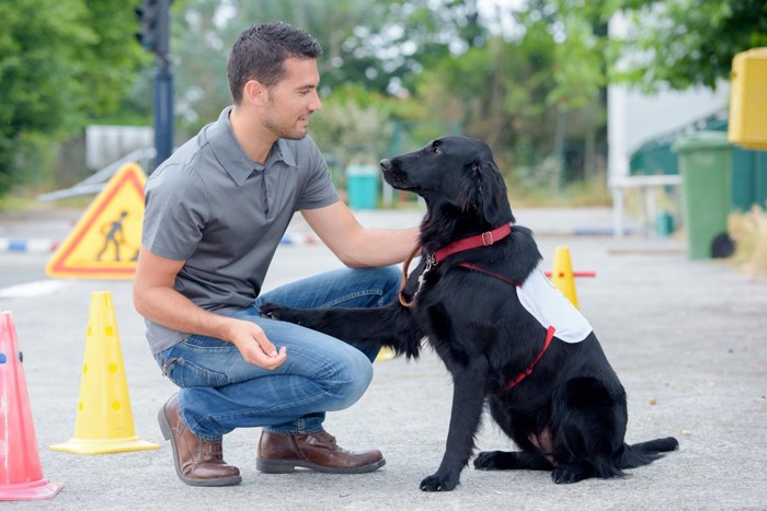 トレーニングをする犬