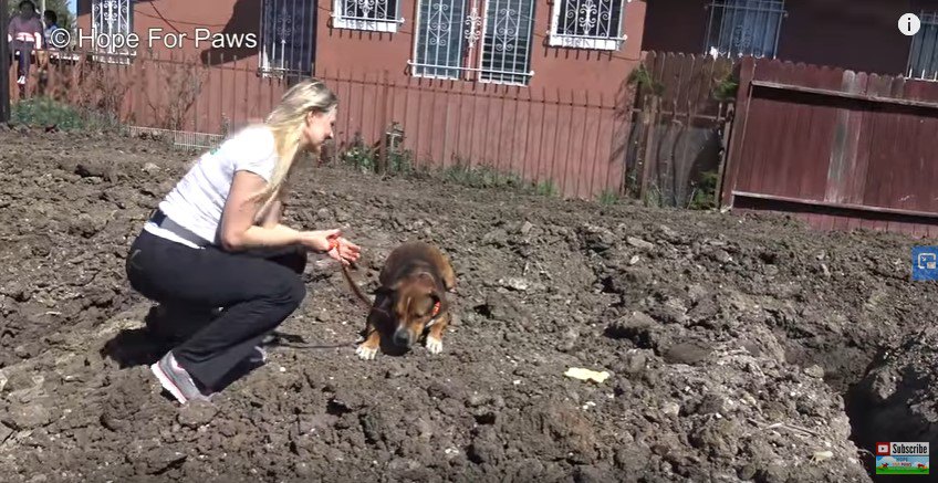 その場に伏せる犬