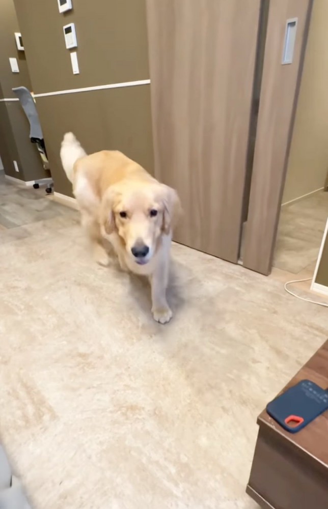 戻ってくる大型犬