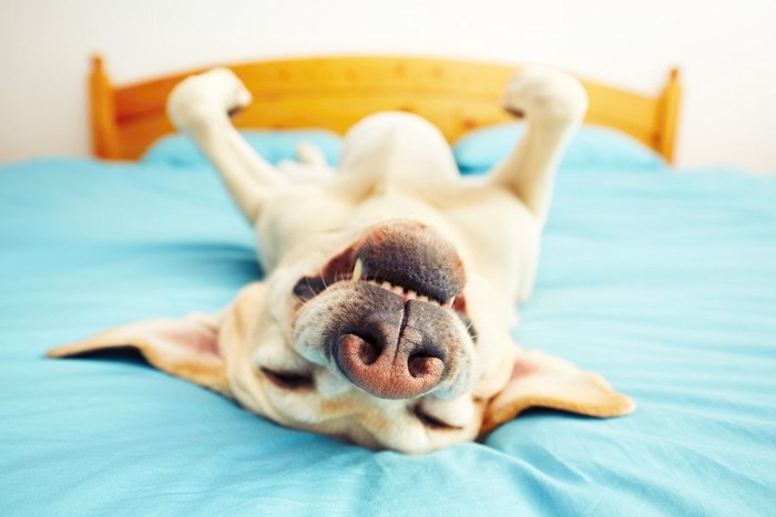 ベッドの上で仰向けになる犬