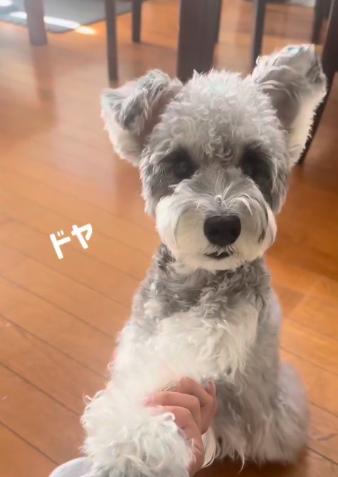 お手をして得意げな小型犬