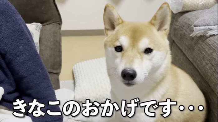 カメラ目線の犬