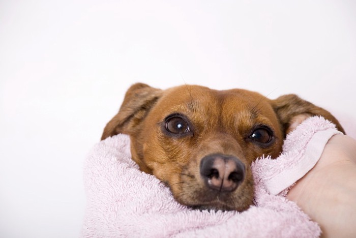 顔を拭かれる犬