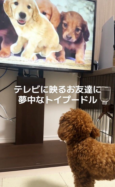 テレビに映るお友達が気になるおもちちゃん