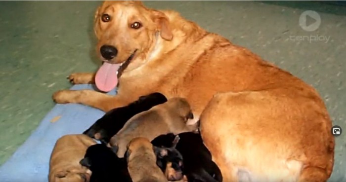 子犬と母犬