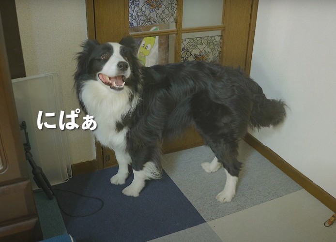 笑顔を見せる犬