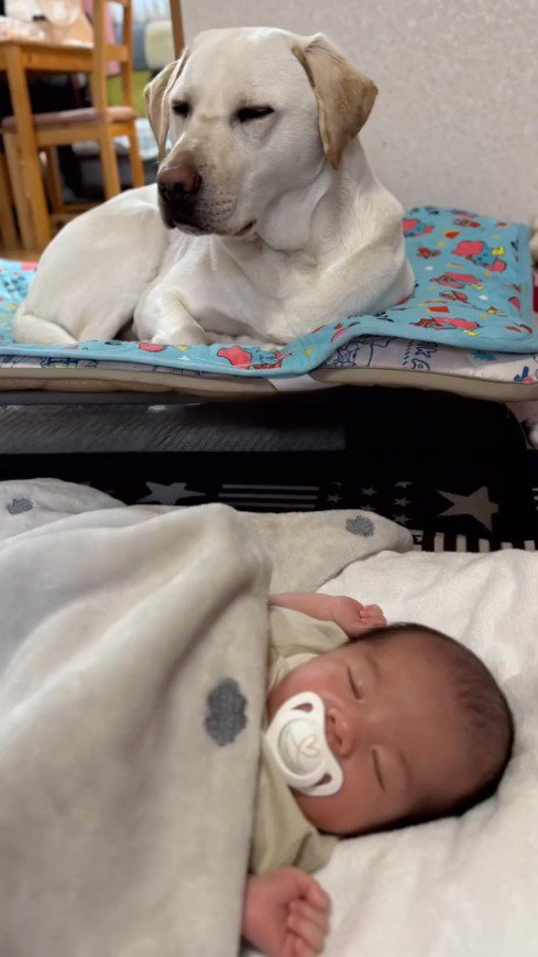 赤ちゃんの隣で行儀良く座る犬