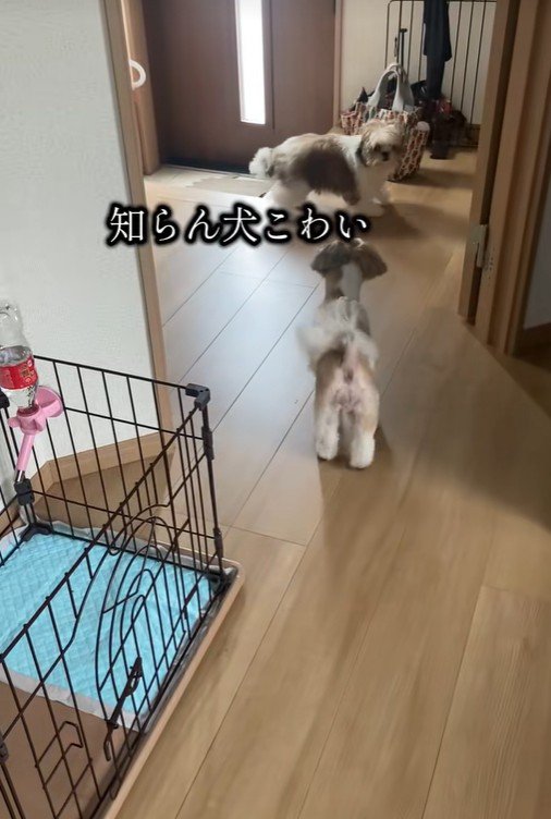 「誰!?」と距離を取るぽぽちゃん