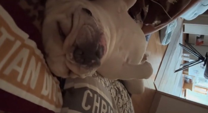 眠る犬