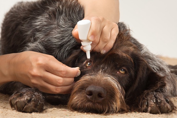 じっとして目薬をされる犬