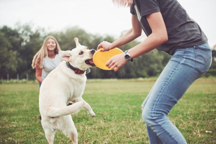 女性ふたりと遊ぶ犬