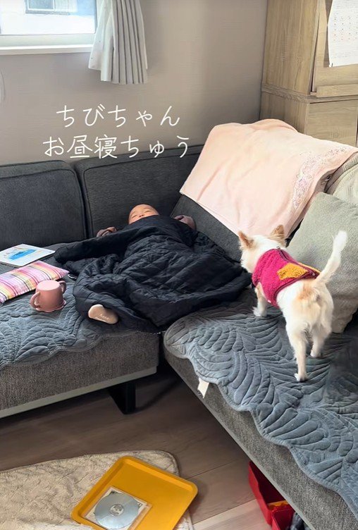 みーちゃんが赤ちゃんのそばへ