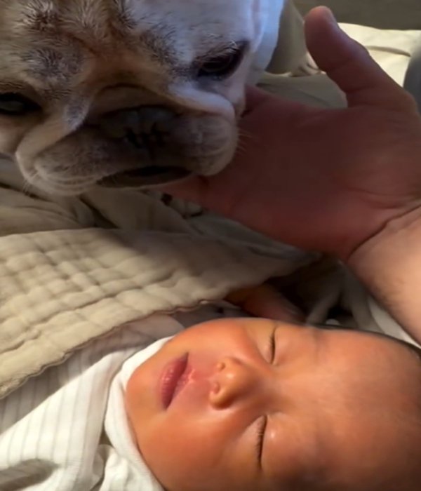 赤ちゃんを見る犬4