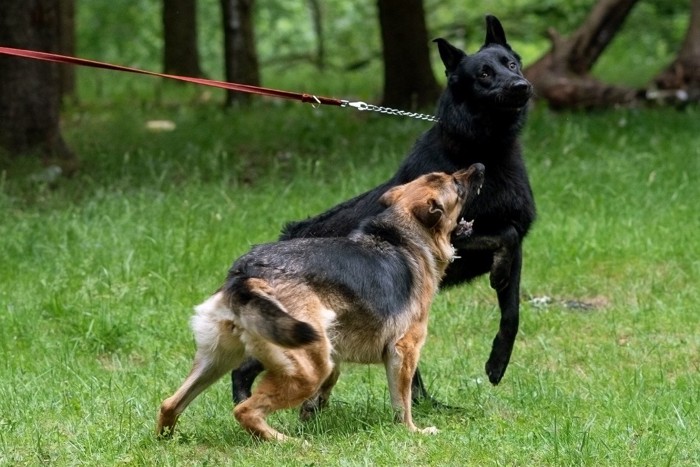 威嚇されて怖がる犬