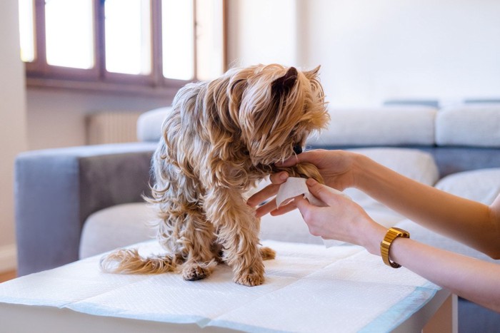 ウェットティッシュで足を拭かれる犬