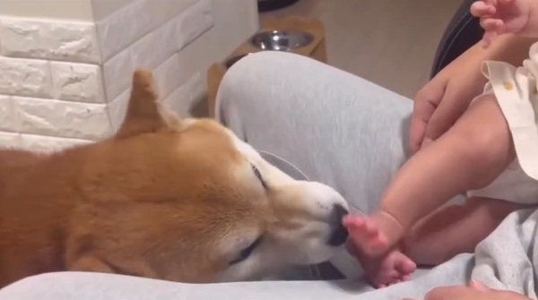 ひよりちゃんの足を舐めるこむぎ君