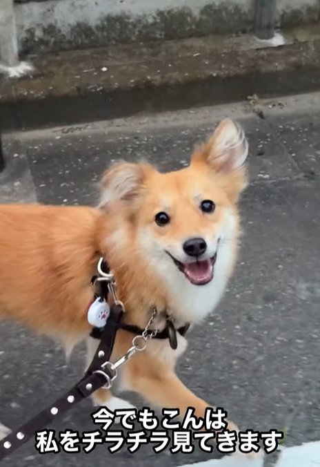 笑顔でチラチラ見てくる犬