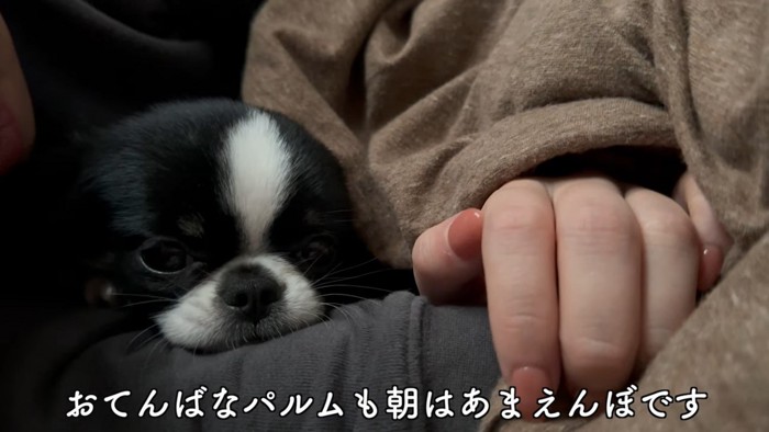 手と黒白の犬