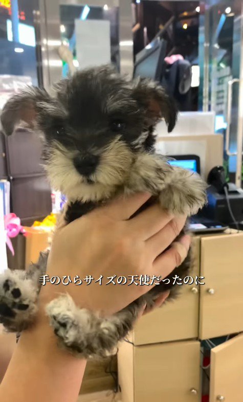 もなかちゃんの成長