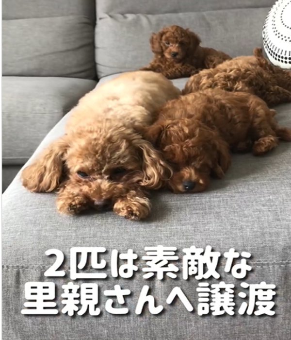 ソファに寝そべる犬たち