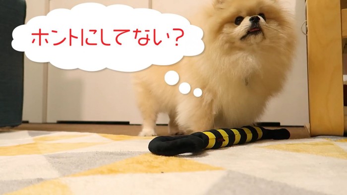 オナラした？と疑うモチちゃん9