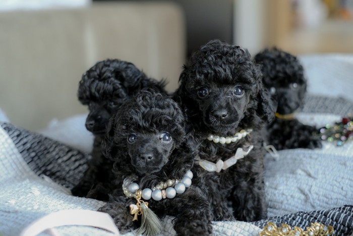 カメラ目線で座っているトイプードルの子犬たち